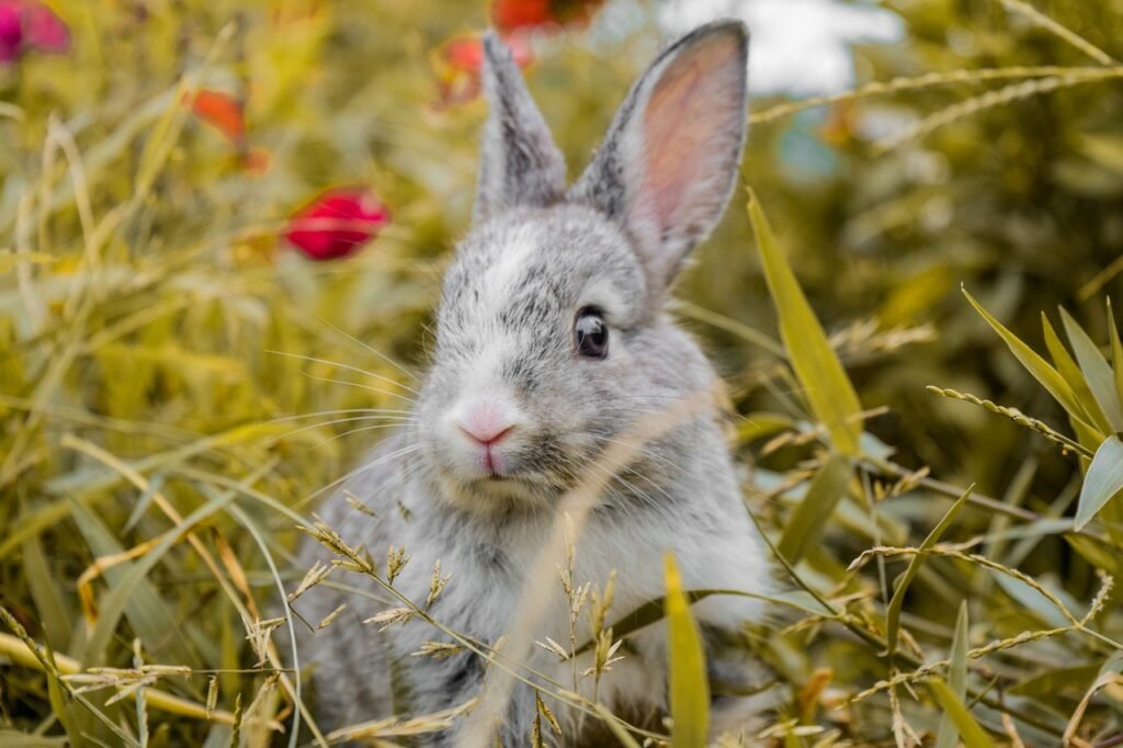 Rabbits Can Talk to Ghosts? The Unseen Connection!