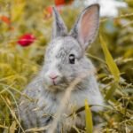 Rabbits Can Talk to Ghosts? The Unseen Connection!