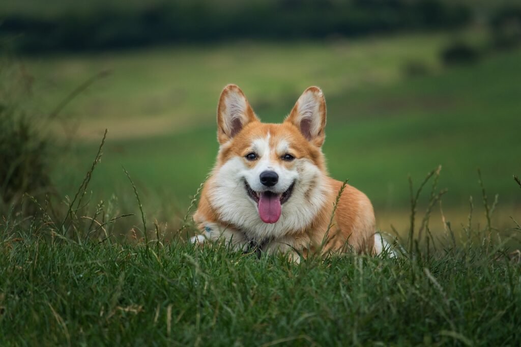 “Dogs Can Predict the Future? Prepare to Be Amazed!”