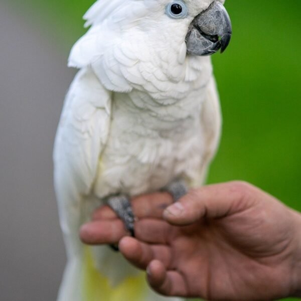 The Startling Truth About Parrots: They Might Know Your Secrets!