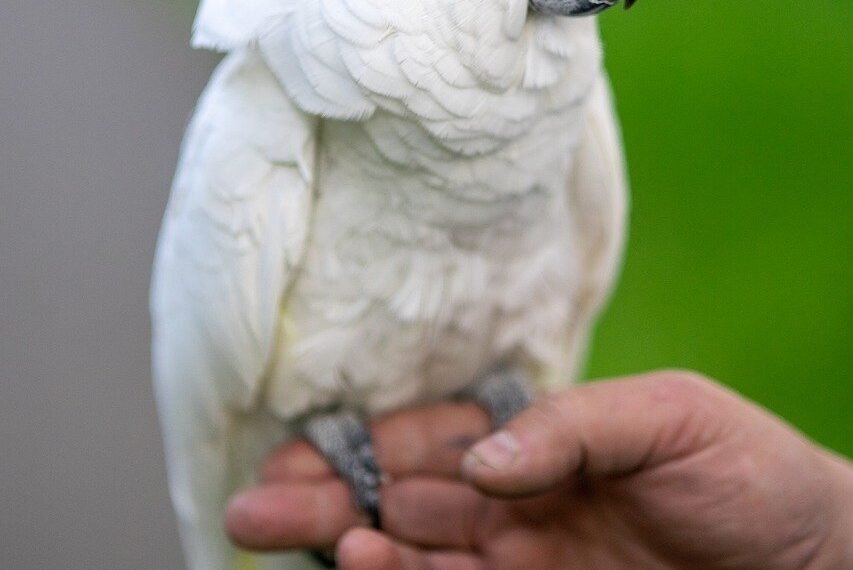 The Startling Truth About Parrots: They Might Know Your Secrets!